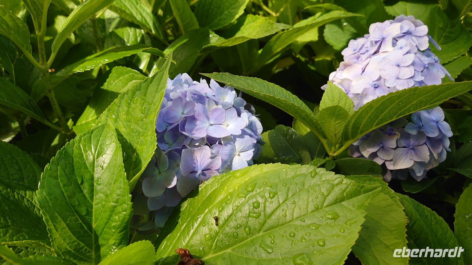 Im Arley Arboretum