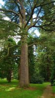 Im Arley Arboretum