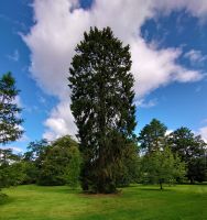 Im Arley Arboretum
