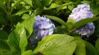 Im Arley Arboretum