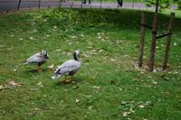 Im St. James Park 
