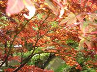 Impressionen im japanischen Garten in Kildare
