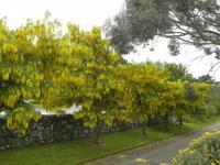 Inverewe Garden