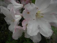 Inverewe Garden