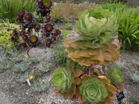 Inverewe Garden