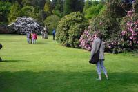 Killerton Garden