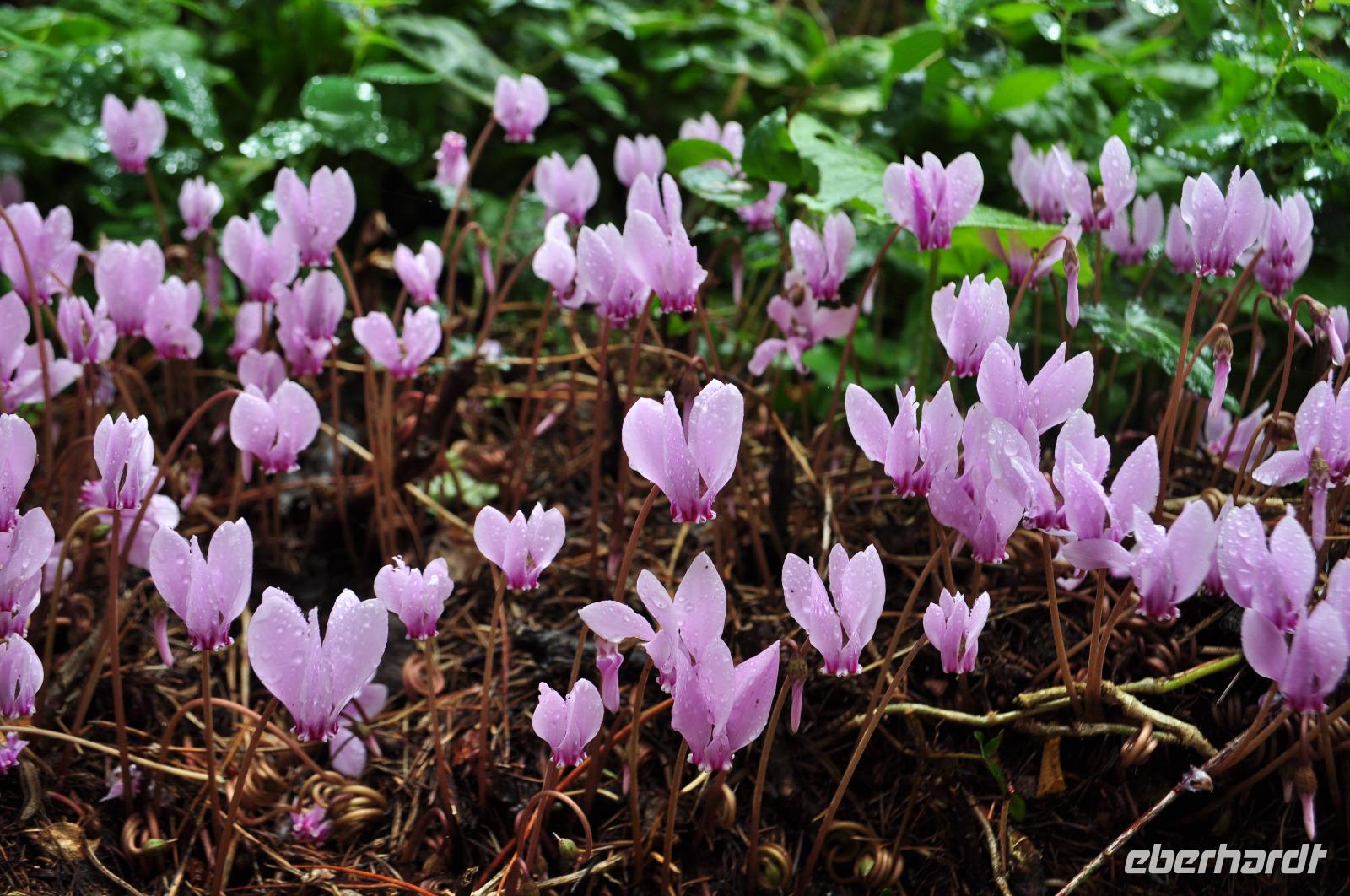 Killerton House