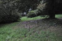 Killerton House