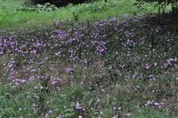 Killerton House