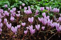 Killerton House