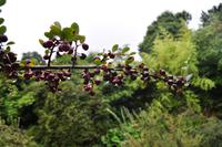 Killerton House