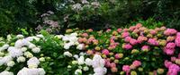 Killerton House