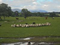 Kincraig Schaffarm