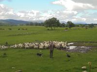 Kincraig Schaffarm