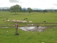 Kincraig Schaffarm