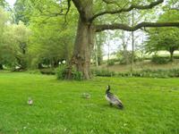 Leeds Castle