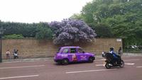 Lila an Busch und Taxi