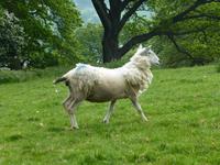 Llangollen