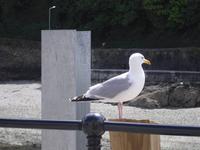 Looe - Cornwall