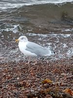 Möwe am Meer