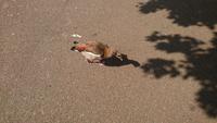 Nicht nur Menschen sind im St. James Park in London unterwegs