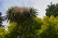 Palmen