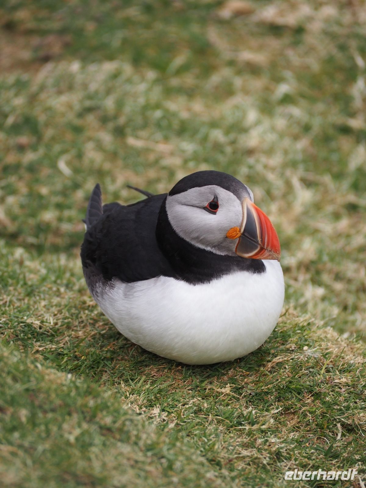 Papageientaucher
