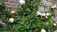 Penshurst Place and Gardens 20180511 144635