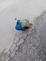 Pfau am Palace