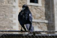 Raven 