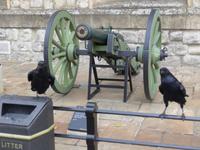 Raven im Tower