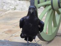Raven im Tower