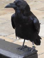 Raven im Tower
