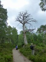 Rothiemurchus Forrest