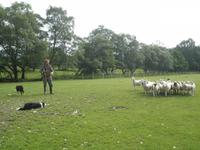 Schaffarm Kincraig