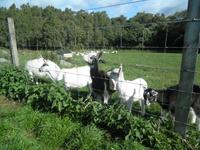 Schaffarm