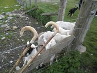 Schaffarm