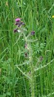 Schottische Staatsblume: Die Distel