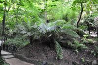 Shanklin Chine - Baumfarne