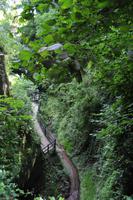 Shanklin Chine - Eine unerwartet auftretende wilde Schlucht mit tropischer Vegetation