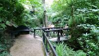 Shanklin Chine - Eine unerwartet auftretende wilde Schlucht mit tropischer Vegetation