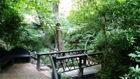 Shanklin Chine - Eine unerwartet auftretende wilde Schlucht mit tropischer Vegetation