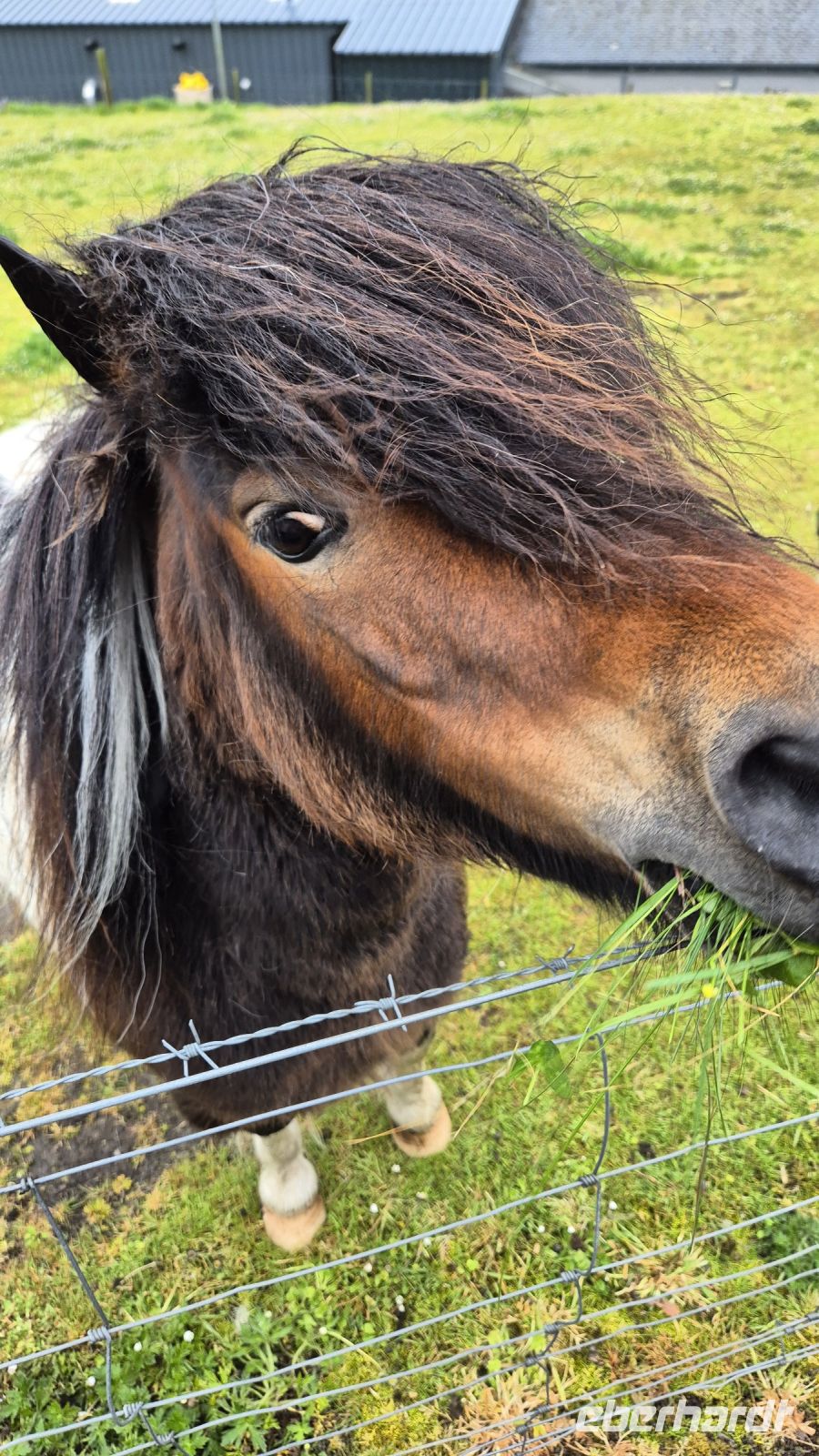 Shetland Pony