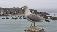 St Ives