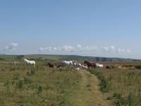 Stackpole Head