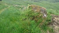 Steine und Wiese, so ist Schottland auch