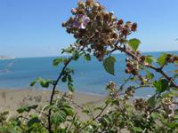 Strand bei Shanklin