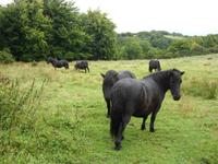 Tag 6 - 1 Dartmoor (2)