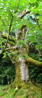 Terwidden Garden