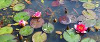 Terwidden Garden
